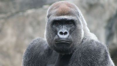 Gorilla
